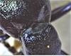 Meloe violaceus
